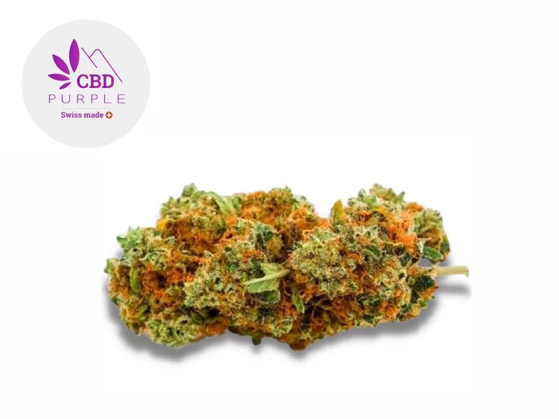 Fleurs CBD Fleur AK-47 CBD Indoor 15% CBD Purple