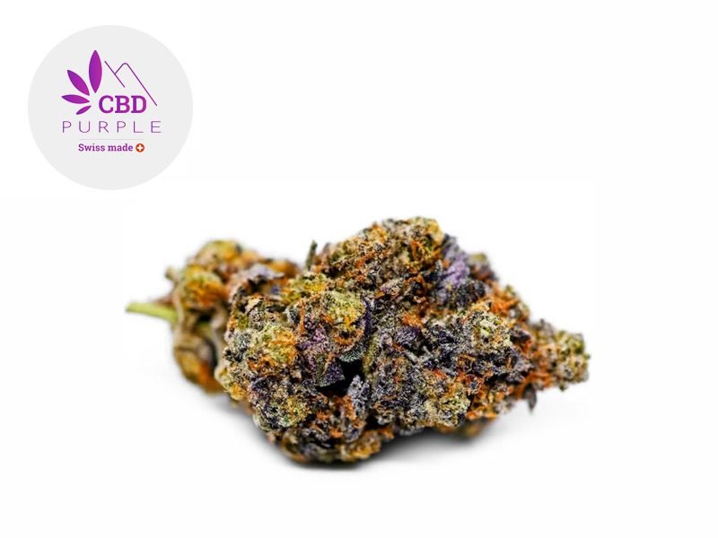 Fleurs CBD Fleur Gelato 41 CBD Indoor 16% CBD Purple