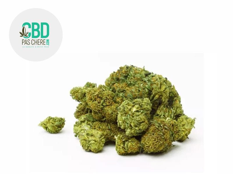 Fleurs CBD Fleur Swiss Cheese CBD Outdoor 14% CBD Pas Chère