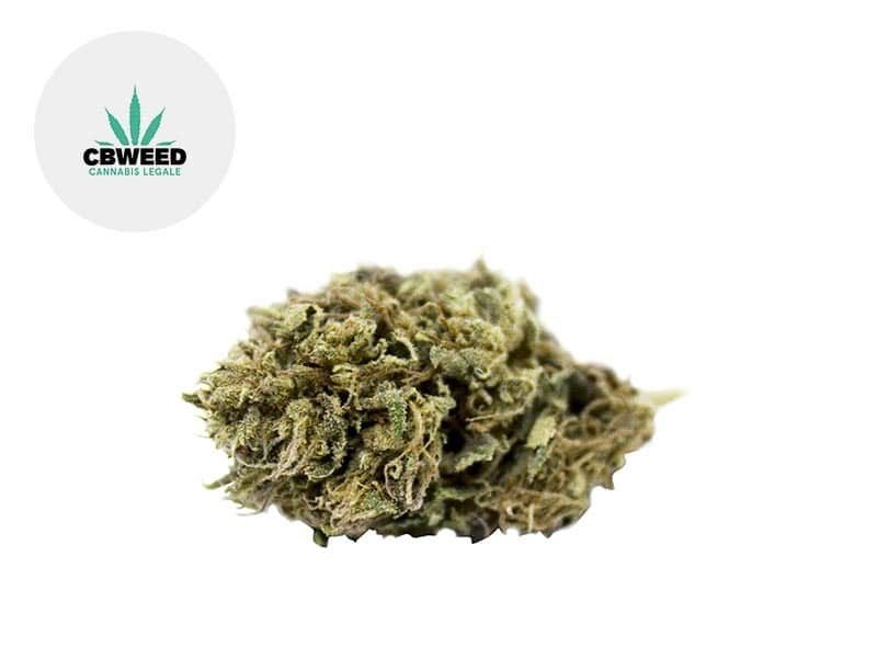 Fleurs CBD Fleur Blue Cheese CBD Outdoor 4.3% Cbweed