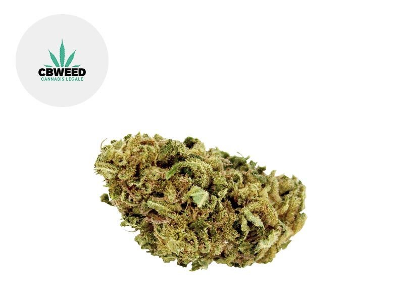 Fleurs CBD Fleur Bubble Gum CBD Indoor 9% Cbweed