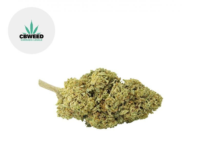 Fleurs CBD Fleur Critical Mass CBD Outdoor 6.5% Cbweed