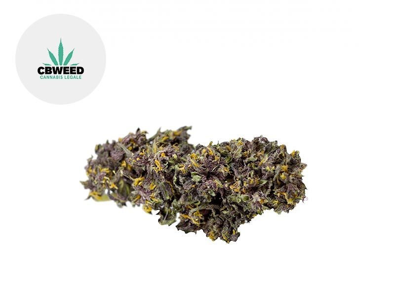Fleurs CBD Fleur Deep Purple CBD Indoor 9.5% Cbweed