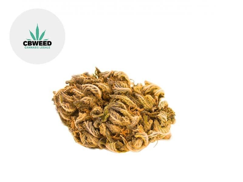 Fleurs CBD Fleur Gorilla Glue CBD Indoor 8.8% Cbweed