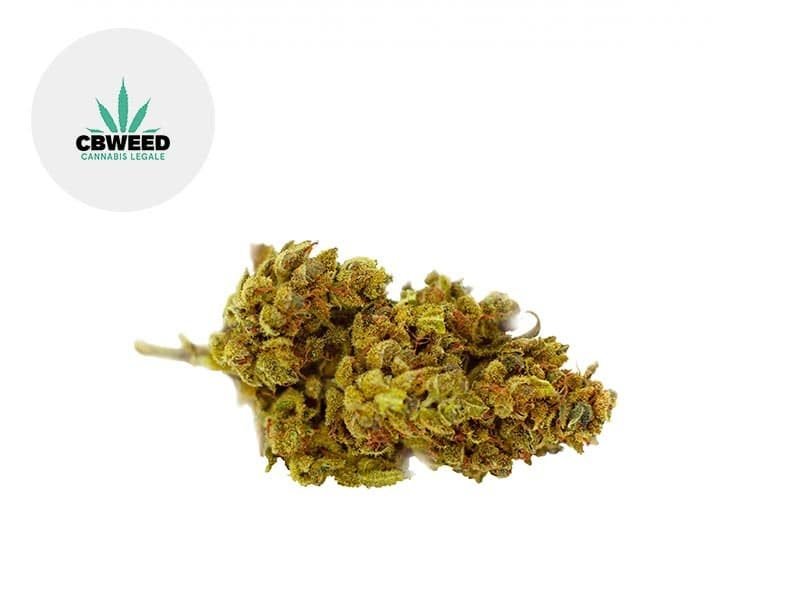 Fleurs CBD Fleur Mango Haze CBD Sous serre 8% Cbweed