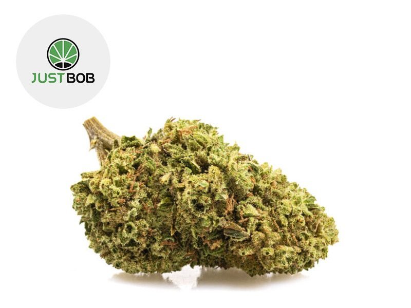 Fleurs CBD Fleur Bubble Gum CBD Indoor 22% JustBob