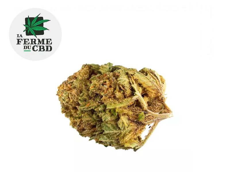 Fleurs CBD Fleur Bubble gum CBD Indoor 13% La Ferme du CBD