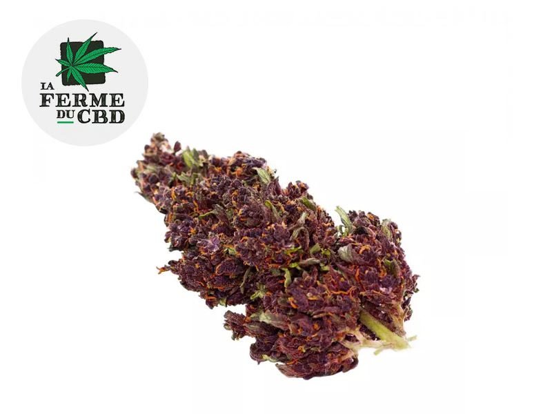 Fleurs CBD Fleur Purple Haze CBD Outdoor 13% La Ferme du CBD