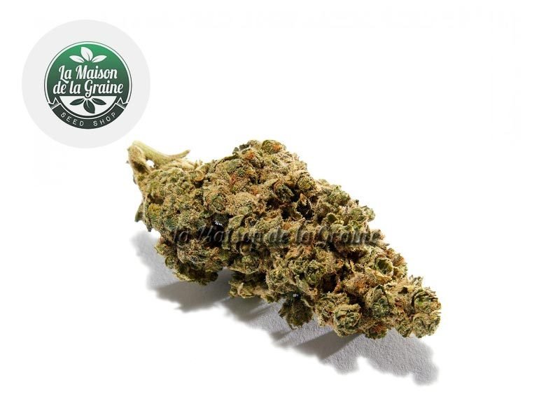 Fleurs CBD Fleur Amnezia Haze CBD Indoor 17% La Maison De La Graine
