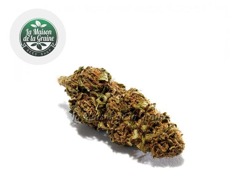 Fleurs CBD Fleur Blue Dream CBD Indoor 15% La Maison De La Graine
