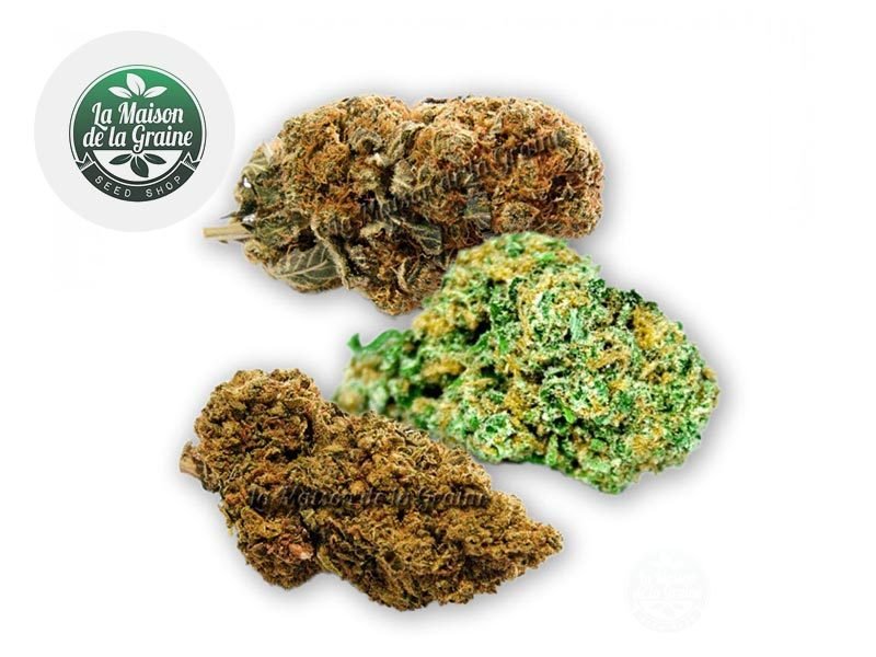Fleurs CBD Coffret Découverte Fleurs CBD Indoor La Maison De La Graine