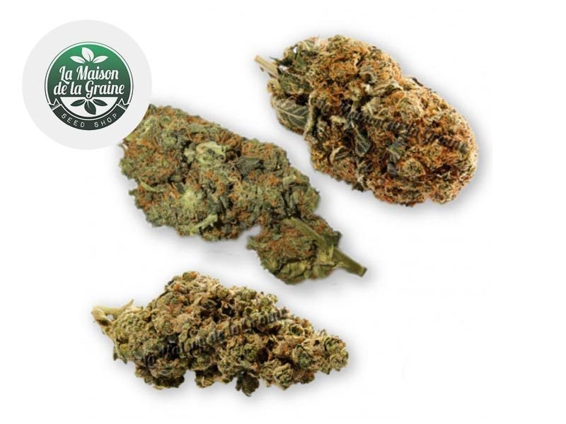 Fleurs CBD Coffret Expert Fleurs CBD Indoor La Maison De La Graine
