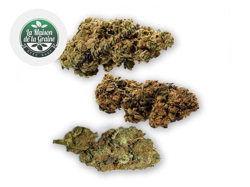 Fleurs CBD Coffret Traditionnel Fleurs CBD Indoor La Maison De La Graine