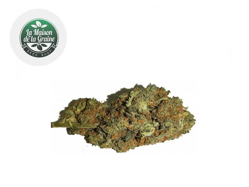 Fleurs CBD Fleur Orange Bud CBD Indoor 16% La Maison De La Graine