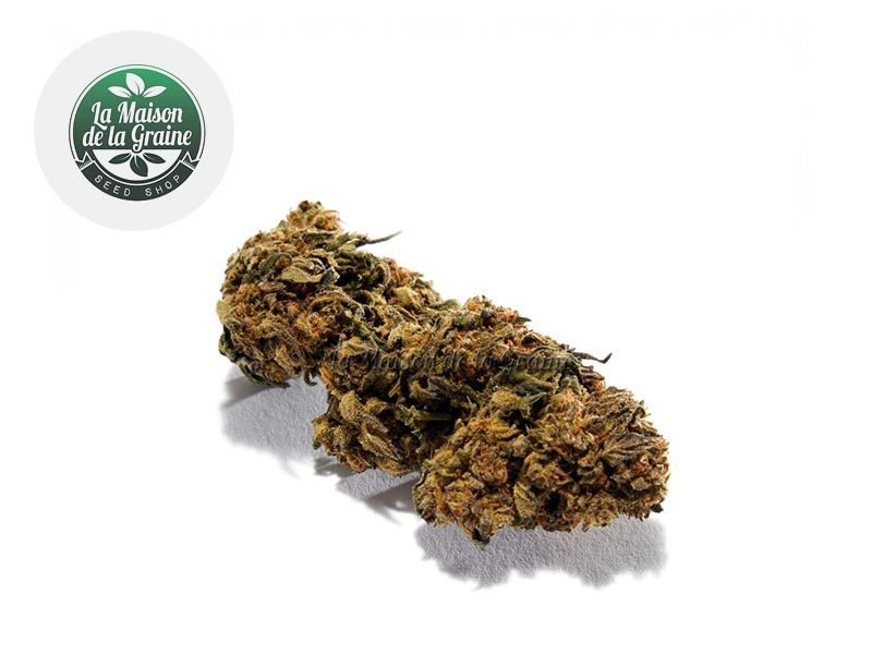 Fleurs CBD Fleur Strawberry CBD Indoor 18% La Maison De La Graine