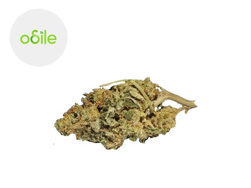 Fleurs CBD Fleur Blue Buddha Cheese CBD Indoor 3.1% Odile Green