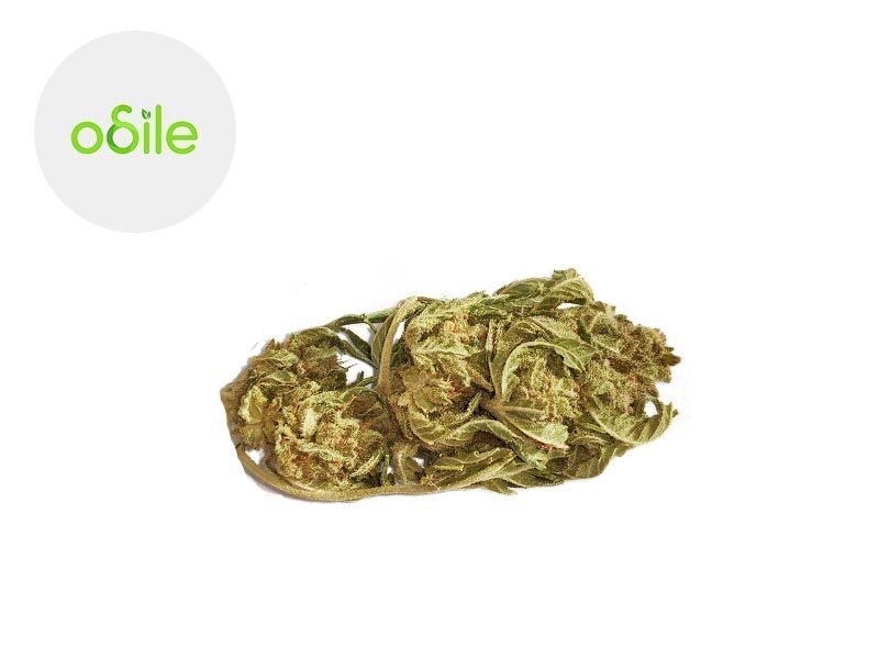 Fleurs CBD Fleur New York Cheese Cake CBD Indoor 2.9% Odile Green