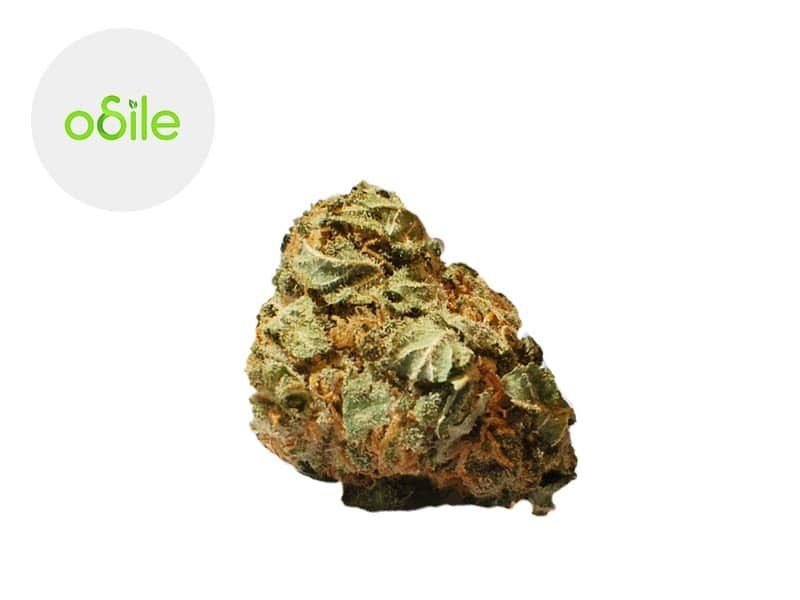 Fleurs CBD Fleur Orange Sunshine CBD Indoor 3.2% Odile Green