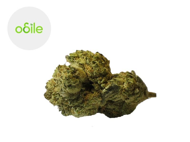Fleurs CBD Fleur Titanium Lemon CBD Indoor 3.3% Odile Green