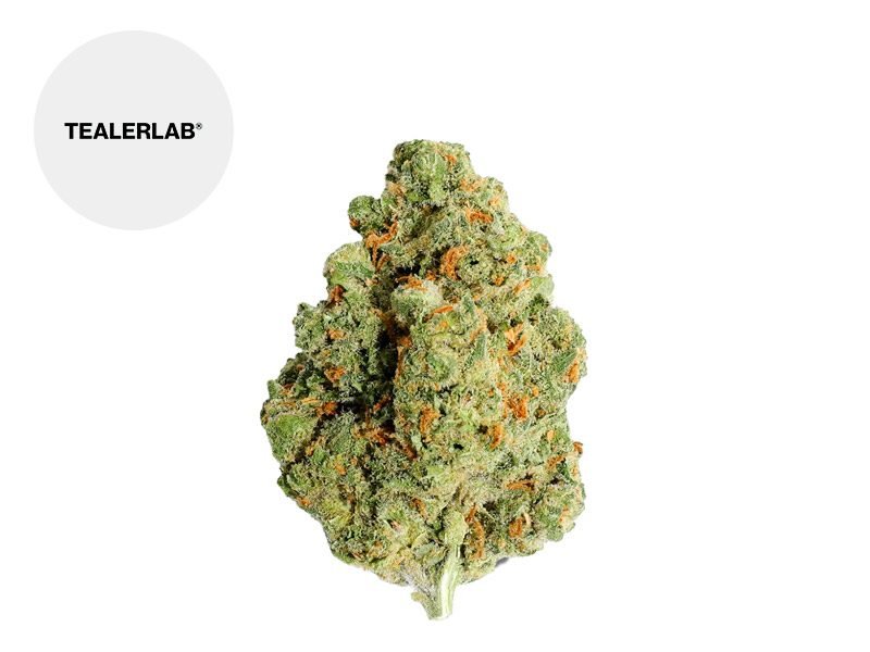 Fleurs CBD Fleur Amnesia Calilab CBD Indoor 32% TealerLab
