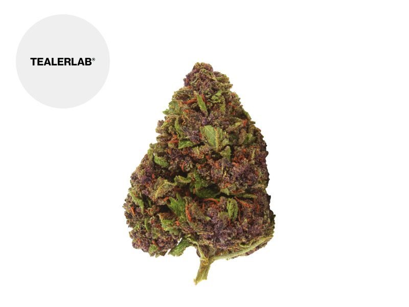 Fleurs CBD Fleur Apple Jack THC+ Indoor 20% TealerLab