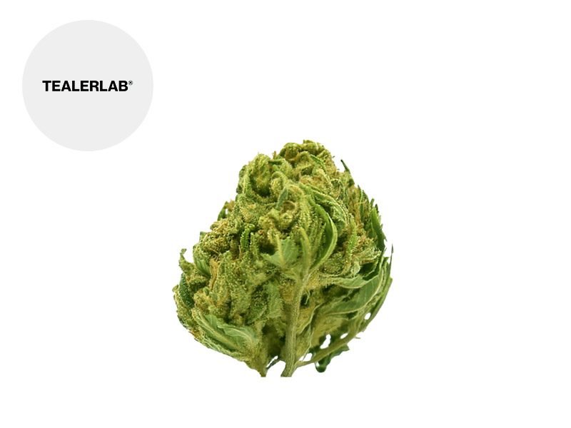 Fleurs CBD Fleur Mojo Mango CBD Sous serre 16% TealerLab