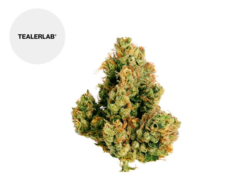 Fleurs CBD Fleur White Widow CBD Indoor 22% TealerLab