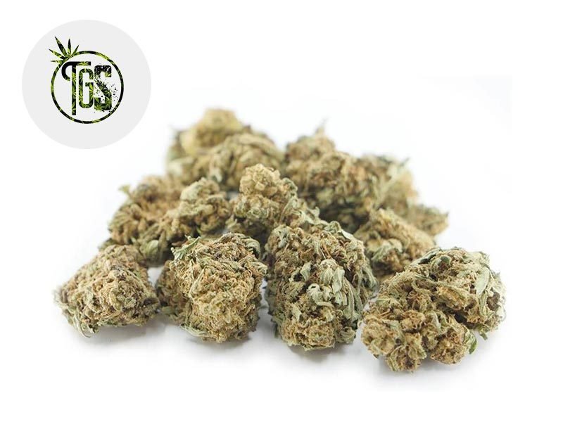 Fleurs CBD Fleur Harlequin CBD Sous serre 4% The Green Store