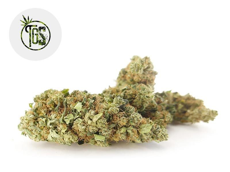 Fleurs CBD Fleur Orange Bud CBD Indoor 7% The Green Store