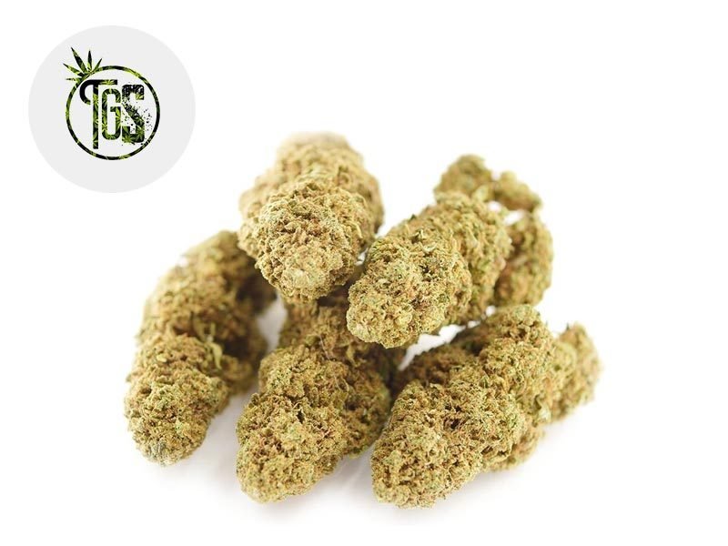 Fleurs CBD Fleur Tutti Frutti CBD Indoor 12% The Green Store