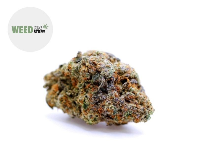 Fleurs CBD Fleur Gelato CBD Sous serre 27% Weed Side Story