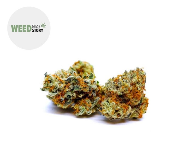 Fleurs CBD Fleur Tutti Frutti Small Buds CBD Sous serre 11% Weed Side Story