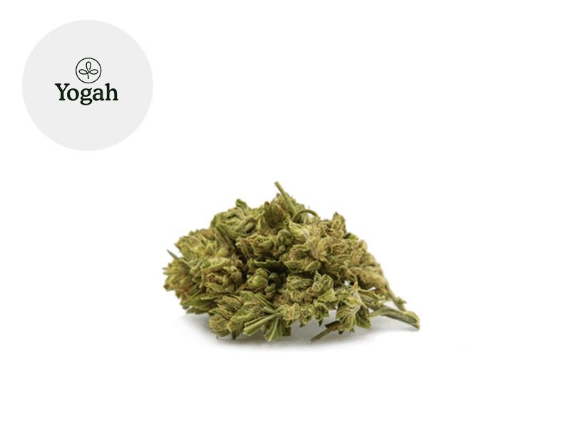 Fleurs CBD Fleur Amnesia d'Ardèche CBD Sous serre 7.04% Yogah