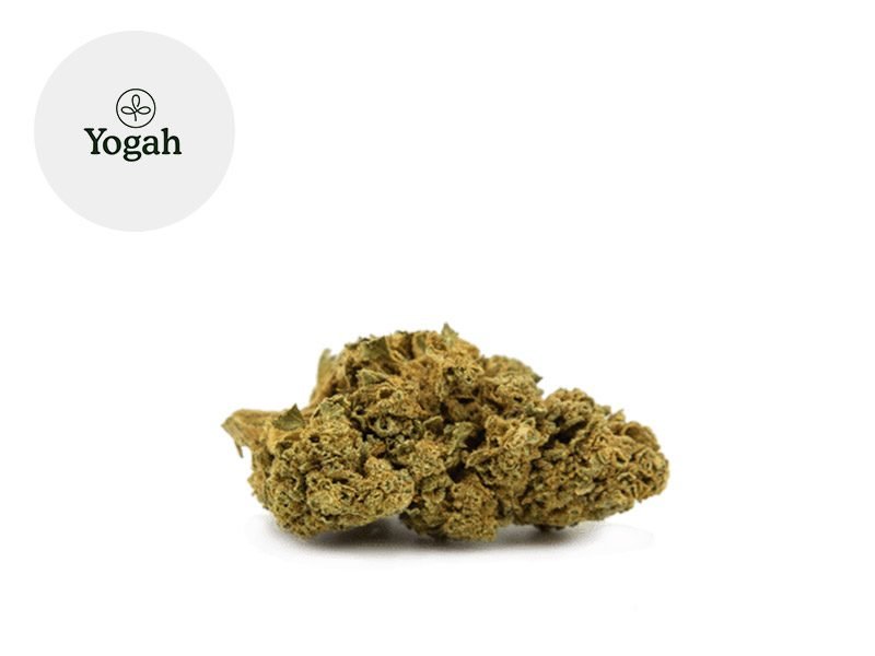Fleurs CBD Fleur Bubble Gum du Sud-Est Sous serre 7.04% Yogah