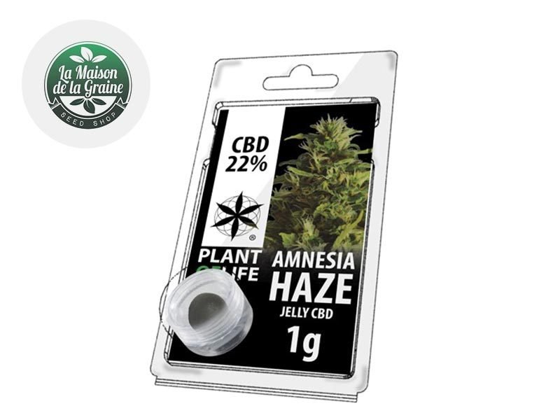Haschich CBD Résine Amnesia Haze CBD 22% Plantoflife
