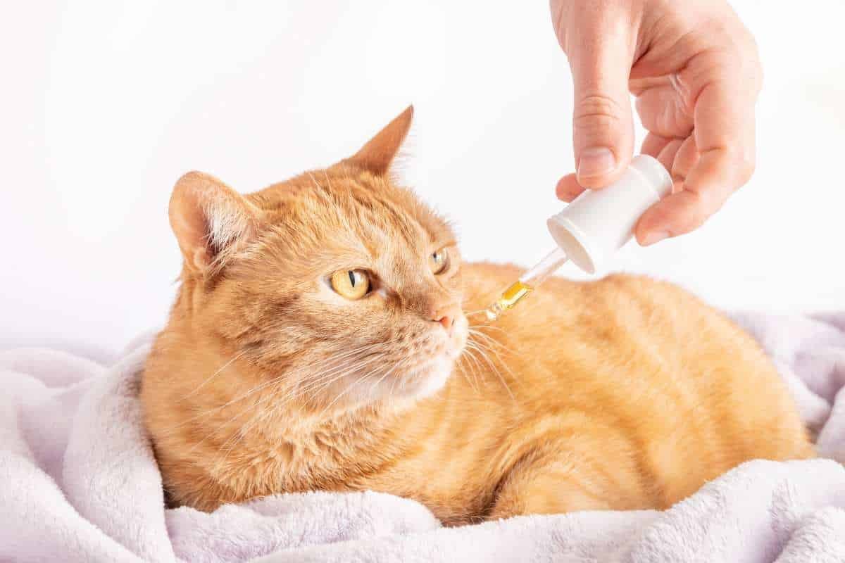 CBD pour Chat Avis pour Acheter de l'Huile CBD pour Chat — free download