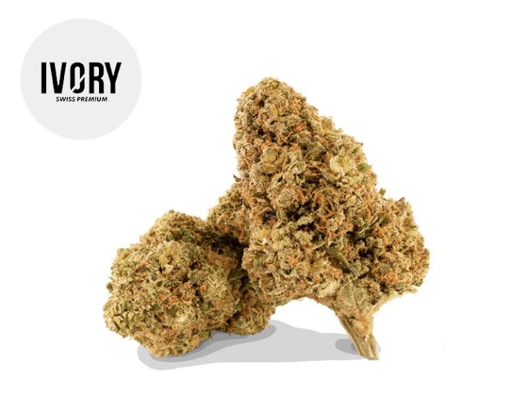 Fleurs CBD Fleur Mango Gelato CBD Indoor 18.3% Ivory Swiss