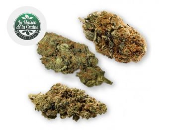 Fleurs CBD Coffret Expert Fleurs CBD Indoor La Maison De La Graine