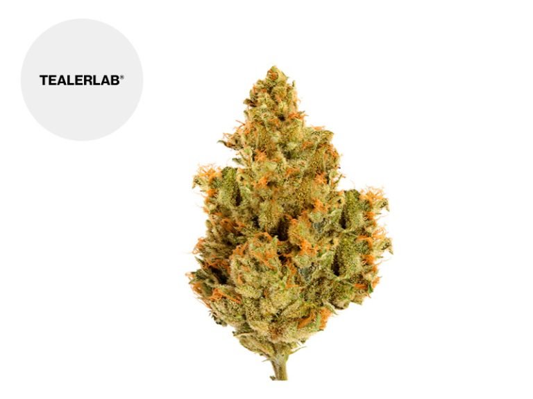 Fleurs CBD Fleur Blueberry Calilab CBD Indoor 31% TealerLab