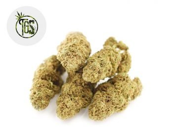 Fleurs CBD Fleur Tutti Frutti CBD Indoor 12% The Green Store