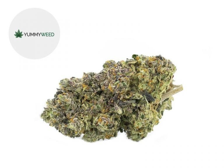 Fleurs CBD Fleur Gelato CBD Indoor 11% Yummyweed
