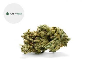 Fleurs CBD Fleur Gorilla Glue CBD Indoor 11% Yummyweed