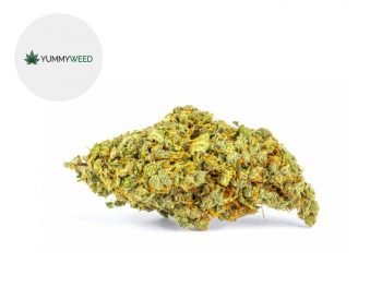 Fleurs CBD Fleur Lemon Haze CBD Indoor 11% Yummyweed