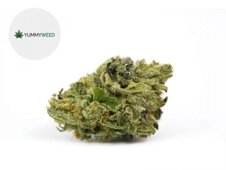 Fleurs CBD Fleur Master Kush CBD Indoor 11% Yummyweed