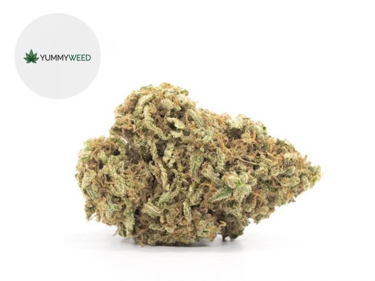 Fleurs CBD Fleur Super Silver Haze CBD Indoor 11% Yummyweed
