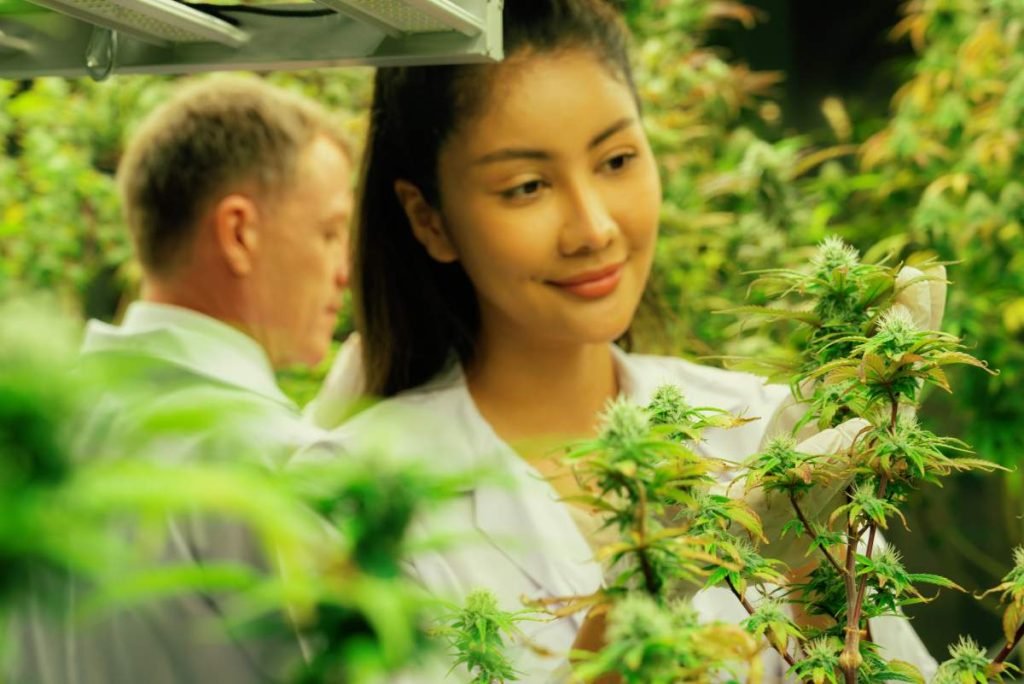 produire cbd