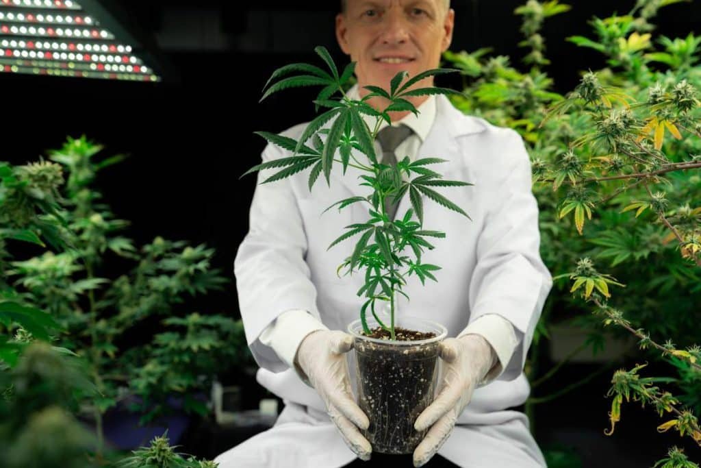 produire cbd