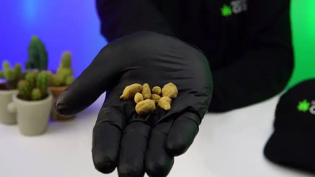 test moonrock cbd discounter